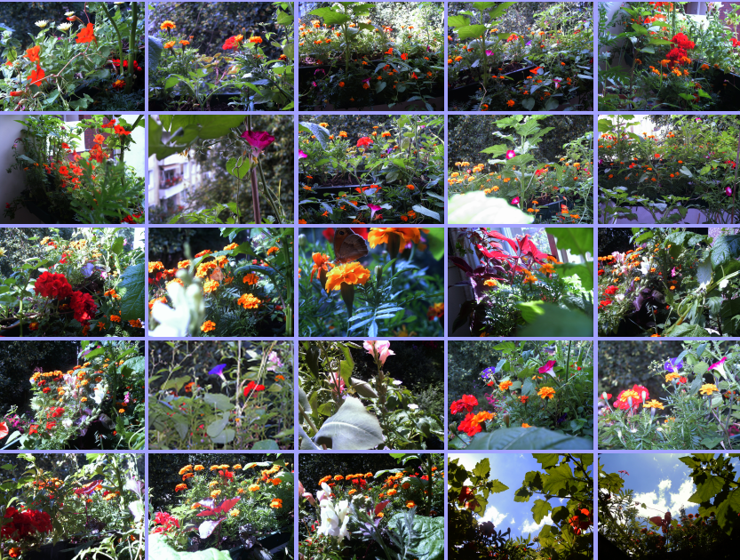 25 Thumbs von diversen Blumen